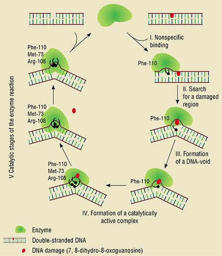 A case study of the interaction between Fpg, a DNA repair enzyme, and the damaged DNA carrying one oxidized nucleotide gives a schematic description of the first five stages in the kinetic mechanism of this enzyme reaction. The process starts with a nonspecific enzyme binding. Then the enzyme with the help of Phe-110 amino acid residue, is inserted between pairs of heterocyclic bases and moves along the DNA strand as a plough in a furrow testing it for the presence of a damaged region. The third stage in repair starts once the enzyme recognizes damage and involves tilting out of the damaged base. This forms a void in the double-stranded DNA, whereto two additional amino acid residues of the enzyme (Met-73 and Arg-108) are docked. Then the conformation of the enzyme active center is adjusted, and the enzyme proceeds to catalytic stages that end by eliminating the damaged region from the DNA strand. The stage limiting the overall rate of the process is the detachment of the enzyme from the ribose residue produced by cleaving the ribose–phosphate backbone of DNA at both sides of the damaged nucleotide