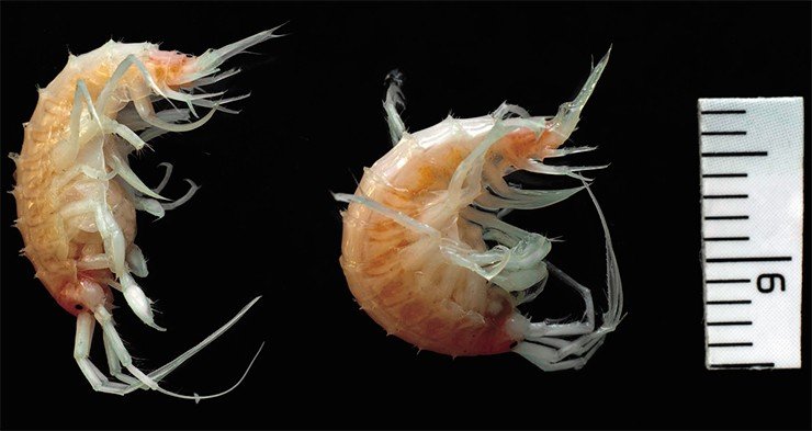 Амфиподы Polyacanthisca calceolata образуют большие скопления над полями залегания газовых гидратов