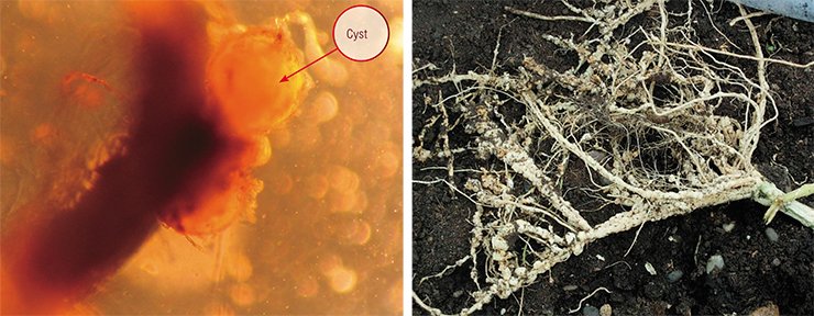 Root-knot nematodes are abundant in both greenhouses and open fields. Entering the roots of cucumber, tomato, and other plants, they induce development of tumors on them, interfering with their metabolism. The affected plants droop, become susceptible to diseases, and die. The golden potato nematode damages potato roots forming cysts; these round structures are female individuals; their integuments are transformed into rigid envelope resistant to environmental impacts; and they are filled with eggs and the larvae developing from them. Left, cysts on a potato root; right, cucumber root knots Root-knot nematodes are abundant in both greenhouses and open fields. Entering the roots of cucumber, tomato, and other plants, they induce development of tumors on them, interfering with their metabolism. The affected plants droop, become susceptible to diseases, and die. The golden potato nematode damages potato roots forming cysts; these round structures are female individuals; their integuments are transformed into rigid envelope resistant to environmental impacts; and they are filled with eggs and the larvae developing from them. Left, cysts on a potato root; right, cucumber root knots