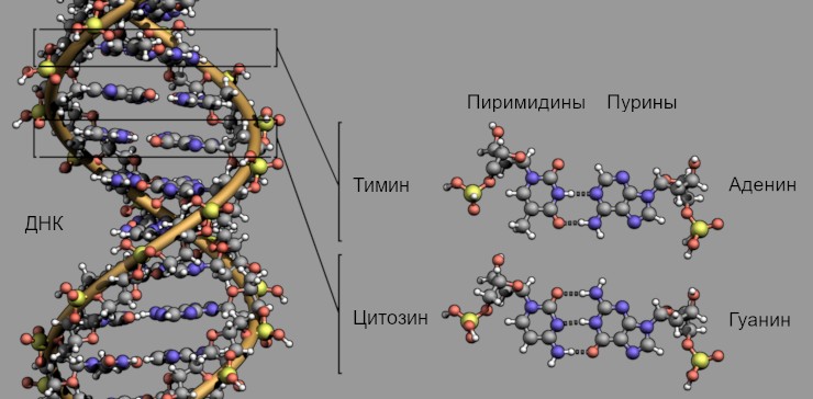 Структура ДНК и строение четырех азотистых оснований: пуринов аденина и гуанина и пиримидинов – цитозина и тимина. © CC BY-SA 3.0 Unported/Zephyris