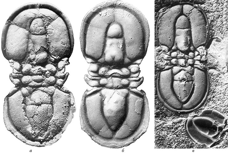 Рис. 43 а, б, в. Агностиды (Agnostidae) из-за их малых размеров (2—3 мм) можно считать карликами среди трилобитов. По их внешнему виду не сразу скажешь, что это именно трилобиты. Равновеликие головной и хвостовой щиты соединены у агностид всего двумя сегментами, которые обеспечивают «схлопывание» щитов. В данном случае трудно назвать такой процесс свертыванием. Считается, что агностиды вели планктонный образ жизни. Одни и те же виды встречаются в очень удаленных друг от друга регионах мира
