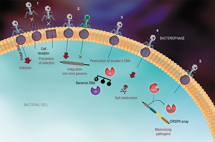 As of today, we know several strategies that bacteria use to fight viruses and plasmids, which either prevent the pene-tration of foreign DNA into bacterial cells or destroy it inside the bacteria. These protection methods include (1) chang-ing bacterial cell receptors, (2) superinfection exclusion (multiple infection), and (3) the restriction-modification systems, which destroy all alien unmethylated DNA. In some cases, the bacterial cell even commits a suicide to limit the number of viral progeny; this strategy is called (4) the abortive infection systems. One of the most impressive examples of bacte-rial immunity mechanisms is (5) the CRISPR-Cas systems, which are based on memorizing pathogens As of today, we know several strategies that bacteria use to fight viruses and plasmids, which either prevent the pene-tration of foreign DNA into bacterial cells or destroy it inside the bacteria. These protection methods include (1) chang-ing bacterial cell receptors, (2) superinfection exclusion (multiple infection), and (3) the restriction-modification systems, which destroy all alien unmethylated DNA. In some cases, the bacterial cell even commits a suicide to limit the number of viral progeny; this strategy is called (4) the abortive infection systems. One of the most impressive examples of bacte-rial immunity mechanisms is (5) the CRISPR-Cas systems, which are based on memorizing pathogens
