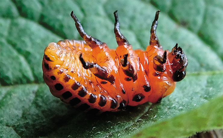 Such a pose of a Colorado potato beetle larva is associated with death from infection caused by the Leptinotarsa iflavirus 1 virus. Photo by V. Kryukov Such a pose of a Colorado potato beetle larva is associated with death from infection caused by the Leptinotarsa iflavirus 1 virus. Photo by V. Kryukov