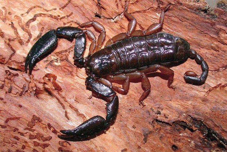 Iomachus politus (Танзания) и Pandinus imperator (Западная Африка). Фото Я. О. Рейна