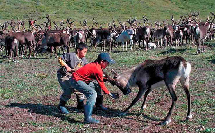 Lassoing bucks before the rut to saw antlers is one of the most difficult tasks in reindeer-breeding. Even so, a reindeer breeder holding a reindeer with the maut often asks the child “to help” him cope with the animal, and the child proudly and willingly holds on to the maut. The adults cheer this assistance loudly Lassoing bucks before the rut to saw antlers is one of the most difficult tasks in reindeer-breeding. Even so, a reindeer breeder holding a reindeer with the maut often asks the child “to help” him cope with the animal, and the child proudly and willingly holds on to the maut. The adults cheer this assistance loudly
