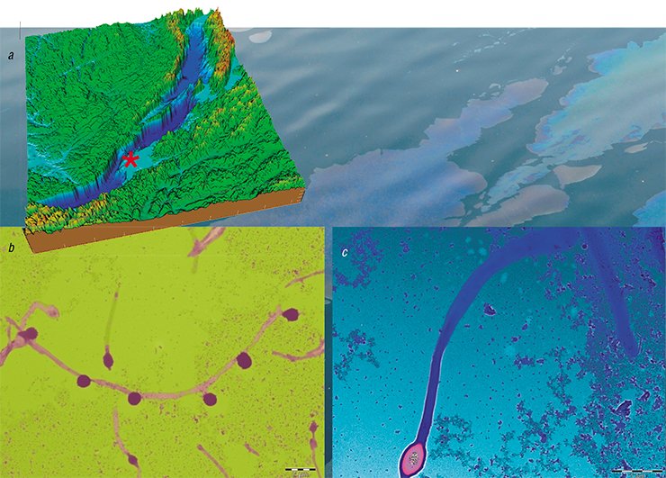 Originally, the enrichment (mixed) culture of microorganisms obtained by cultivating the sediments of the Posolskaya Banka (a) was represented by two morphological forms: long thin cells with spores at the ends and mycelial entities, also having spores (b). Later on, the former form was identified as a hyperthermophilic bacterium of the genus Thermaerobacter and the latter as a thermophilic actinomyces of the genus Planifilum. The nearest relation to the Baikal actinomyces – Planifilum yunnanense – was discovered in the hot springs of Yunnan, China. Regretfully, attempts to grow this Baikal clone in pure culture have failed. As for the Thermaerobacter, only five species of this genus have been described so far, and its first representative was isolated from the sediments of a mud volcano in the Mariana Trench taken from a depth of 10,897 meters. The Baikal representative (c) has the growth optimum of 70 °С, even though the temperature of Lake Baikal bottom sediments is about 4 °С, and its properties differ markedly from those of its relations: it can grow in both aerobic and anaerobic conditions (the other strains are strict aerobes though) but can form spores only in an oxygen-free environment. Transmission electron microscopy. “Collective Instrumental Center Ultramicroanalysis”(Irkutsk). The 3D-image of Baikal’s bottom contour and adjacent environment was made in the frames of the project  “A New Bathymetric Map of Lake Baikal,” 2002 (© the INTAS Project 99-1669 Team, October 2002)