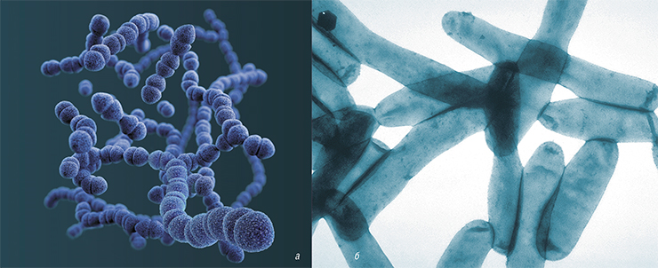 Бактериальные патогены, вызывающие ОРЗ: а – Streptococcus pneumoniae. 3D-реконструкция на основе данных сканирующей электронной микроскопии. © Public Domain/CDC/Dan Higgins; б – Legionella pneumophila. Электронная микроскопия. Public Domain Бактериальные патогены, вызывающие ОРЗ: а – Streptococcus pneumoniae. 3D-реконструкция на основе данных сканирующей электронной микроскопии. © Public Domain/CDC/Dan Higgins; б – Legionella pneumophila. Электронная микроскопия. Public Domain