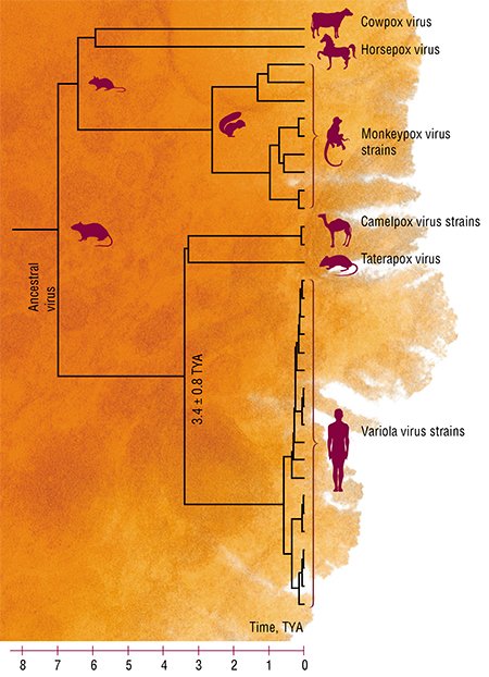 Analysis of the central conserved genome region with a length of 101 kbp has made it possible to construct the phylogenetic tree for variola virus and other orthopoxviruses and to estimate the dates when these strains diverged. According to Babkin and Shchelkunov (2008)