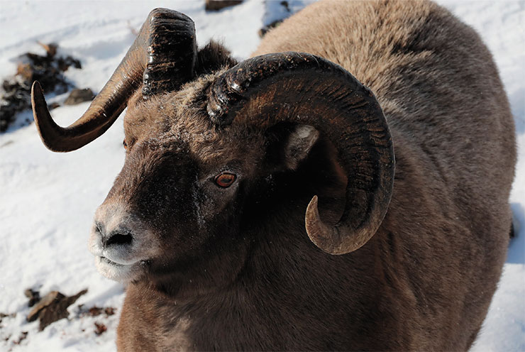 Совсем как в русской поговорке: как баран на новые ворота. Взрослый самец путорана наблюдает за человеком с расстояния в 5 м, никак не решаясь ни убежать, ни подойти ближе. Фото автора Совсем как в русской поговорке: как баран на новые ворота. Взрослый самец путорана наблюдает за человеком с расстояния в 5 м, никак не решаясь ни убежать, ни подойти ближе. Фото автора