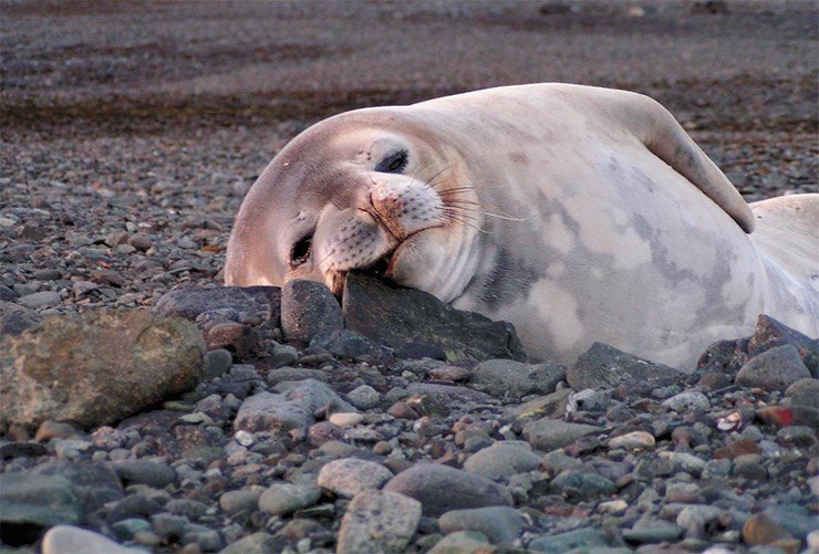Судя по благодушной морде, этот антарктический тюлень явно еще ничего не знает о глобальном потеплении, угрожающем ледяным шапкам нашей планеты Судя по благодушной морде, этот антарктический тюлень явно еще ничего не знает о глобальном потеплении, угрожающем ледяным шапкам нашей планеты