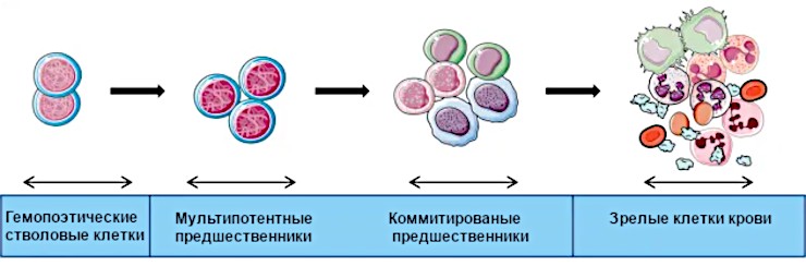 Этапы гемопоэза (кроветворения): от гемопоэтических стволовых клеток через мультипотентные и коммитированные предшественники к зрелым клеткам крови. По: (Benyoucef A. et al., 2023) Этапы гемопоэза (кроветворения): от гемопоэтических стволовых клеток через мультипотентные и коммитированные предшественники к зрелым клеткам крови. По: (Benyoucef A. et al., 2023)