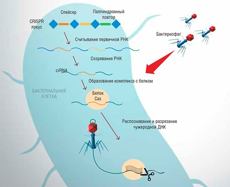 Бактериальный CRISPR локус состоит из повторяемых последовательностей ДНК, между которыми располагаются спейсеры – небольшие фрагменты чужеродной ДНК. В случае проникновения в бактериальную клетку бактериофага запускается специфический механизм защиты. Сначала с CRISPR-локуса синтезируется протяженная первичная РНК, которая «созревает» – разрезается на более короткие фрагменты (crRNA). Каждая crRNA содержит участок, соответствующий спейсеру, и кусочки повторяющихся палиндромных последовательностей, отвечающие за привлечение Cas-белков. Спейсер комплементарно связывается с определенным участком в ДНК бактериофага, а белок разрезает ее 