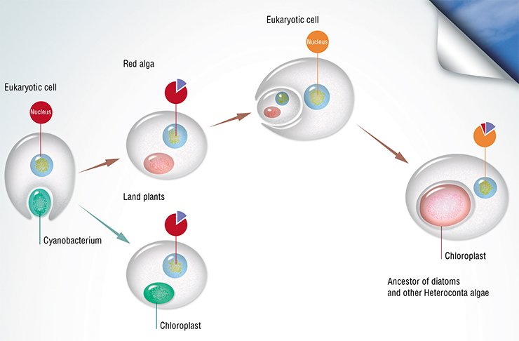 The latest genetic data favor the hypothesis that diatoms, like the other Heteroconta algae, emerged about one billion years ago via the symbiosis of a non-photosynthesizing unicellular eukaryote and a unicellular red alga whose photosynthesizing organ (chloroplast) directly originated from symbiotic cyanobacteria