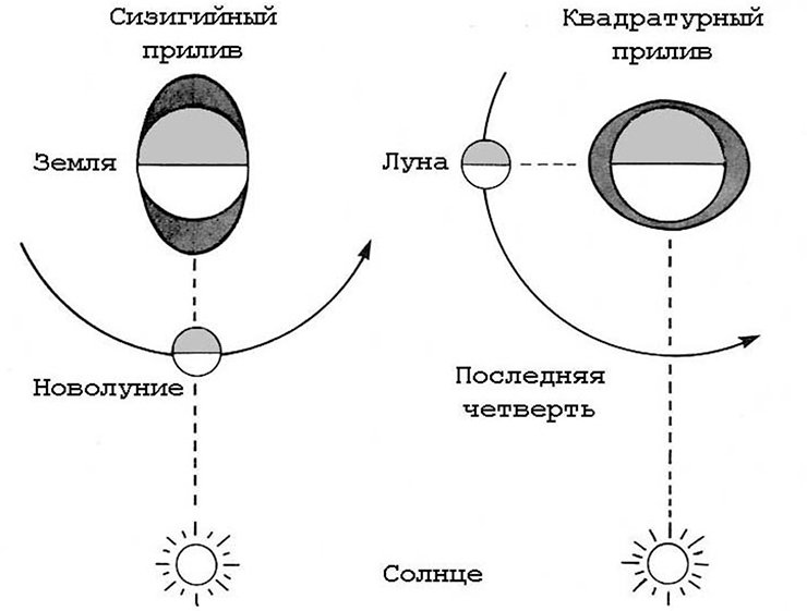 Высота приливов периодически меняется каждые две недели Высота приливов периодически меняется каждые две недели