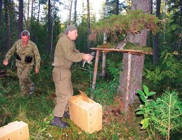 The new residents of taiga are gently helped out of transportation cages to the nursing sites with the habitual food (grain mixture, berries and coniferous branches) prepared beforehand