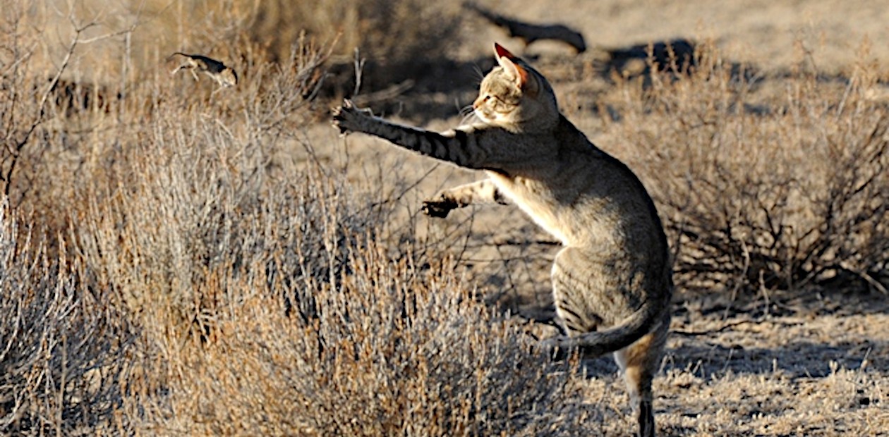 Африканская дикая кошка (Felis silvestris lybica). © CC BY-NC-SA 2.0/Daniele Colombo Африканская дикая кошка (Felis silvestris lybica). © CC BY-NC-SA 2.0/Daniele Colombo