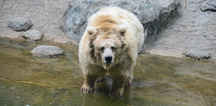 Издалека тянь-шанский бурый медведь (Ursus arctos isabellinus) вполне может сыграть роль ужасного йети, особенно в глазах испуганного человека 3 740-min.jpg