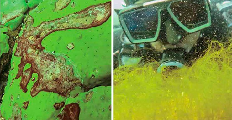 Left: encrusting sponge Baikalospongia sp. whose body is affected by cyanobacteria; right: Spirogyra, a dense green carpet covering the bottom of the majority of the examined Baikal sites. September 2014. Photo by S. Ihnken (Netherlands) Left: encrusting sponge Baikalospongia sp. whose body is affected by cyanobacteria; right: Spirogyra, a dense green carpet covering the bottom of the majority of the examined Baikal sites. September 2014. Photo by S. Ihnken (Netherlands)