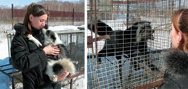 Ручные лисицы (фото слева) являются продуктом длительного отбора лисиц дикого фенотипа (фото справа) из фермерских популяций на приручаемость, который ведется в Институте цитологии и генетики уже более 45 лет. За годы эксперимента от селекционируемых лисиц удалось получить и испытать их на способность к доместикации более 50 000 потомков Ручные лисицы (фото слева) являются продуктом длительного отбора лисиц дикого фенотипа (фото справа) из фермерских популяций на приручаемость, который ведется в Институте цитологии и генетики уже более 45 лет. За годы эксперимента от селекционируемых лисиц удалось получить и испытать их на способность к доместикации более 50 000 потомков