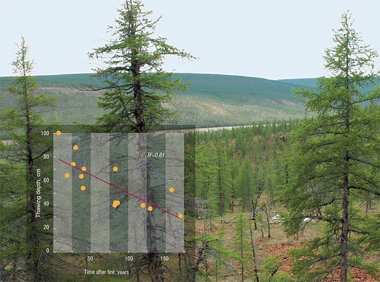 Over time, a layer of heat insulator—a cover of moss and lichen—grows on a burnt out area, which reduces the depth of soil thawing Over time, a layer of heat insulator—a cover of moss and lichen—grows on a burnt out area, which reduces the depth of soil thawing