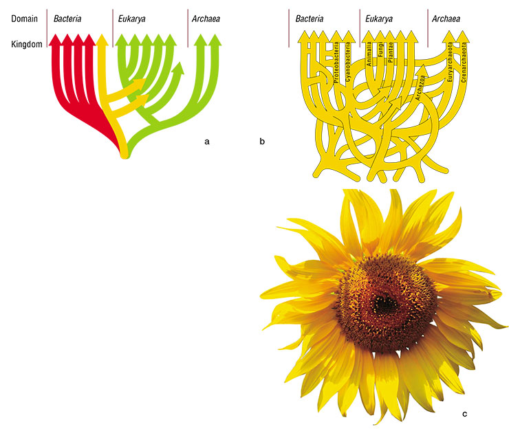 The “tree of life” showing evolutionary relationships between the organisms: а – according to Woese (1970); b – notion prevalent in the 1990–2000; c – up-to-date image The “tree of life” showing evolutionary relationships between the organisms: а – according to Woese (1970); b – notion prevalent in the 1990–2000; c – up-to-date image