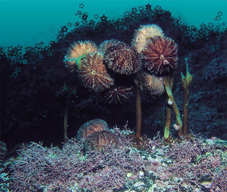 Компания серых морских ежей доедает морскую капусту. Японское море. Фото Ю. Яковлева Компания серых морских ежей доедает морскую капусту. Японское море. Фото Ю. Яковлева