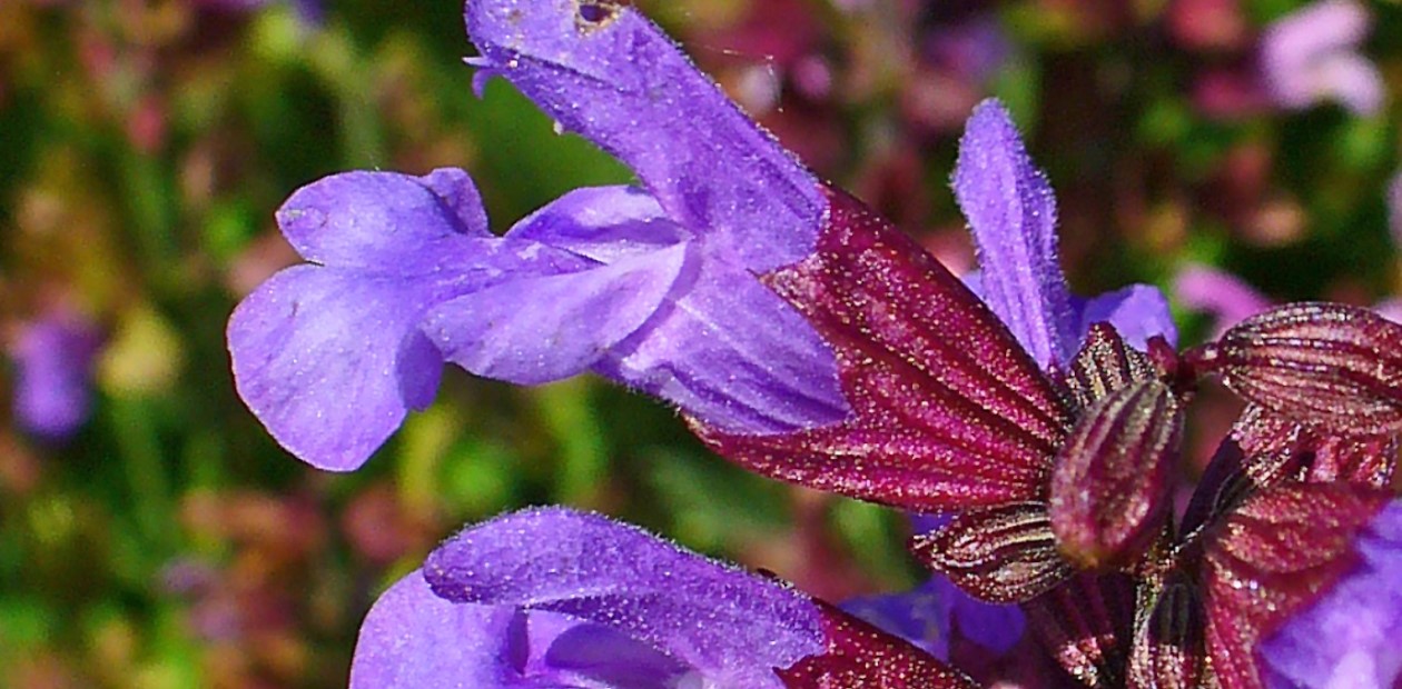Шалфей лекарственный (Salvia officinalis)