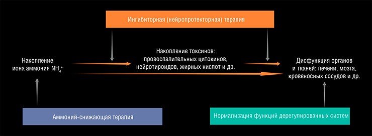 Первичным токсическим метаболитом, вызывающим поражение печени и печеночную энцефалопатию, является ион аммония. Рост его концентрации в клетках вызывает разбалансирование работы ряда метаболических и сигнальных систем, что в итоге пагубно влияет на когнитивные и моторные функции мозга. Современная терапия обычно направлена на снижение количества иона аммония в организме, а также ингибирование процессов, им вызываемых. Однако более действенным может оказаться комбинированная стратегия, направленная на снижение содержания иона аммония и на восстановление функций разрегулированных систем Первичным токсическим метаболитом, вызывающим поражение печени и печеночную энцефалопатию, является ион аммония. Рост его концентрации в клетках вызывает разбалансирование работы ряда метаболических и сигнальных систем, что в итоге пагубно влияет на когнитивные и моторные функции мозга. Современная терапия обычно направлена на снижение количества иона аммония в организме, а также ингибирование процессов, им вызываемых. Однако более действенным может оказаться комбинированная стратегия, направленная на снижение содержания иона аммония и на восстановление функций разрегулированных систем