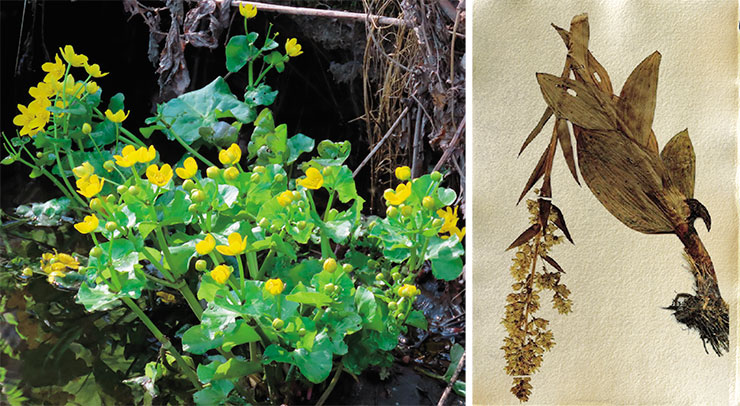 Калужница болотная (слева), или лебяжий корень (Caltha palustris), – многолетник из семейства лютиковых. Все части растения токсичны. Фото автора. Белена черная (Hyoscyamus niger) из семейства пасленовых издавна использовалась как сильное болеутоляющее и противоспазматическое средство. Очень ядовита. Гербарий ЦСБС (Новосибирск)