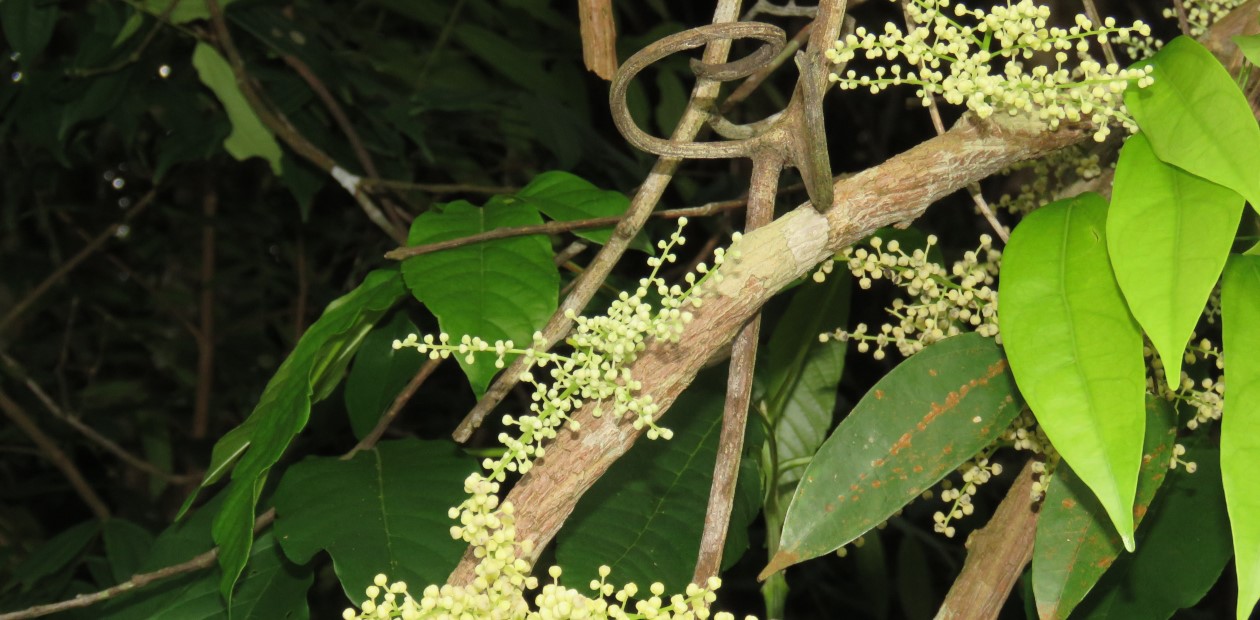 Лиана Fibraurea tinctoria. © CC BY-NC-SA 2.0/Reuben C. J. Lim