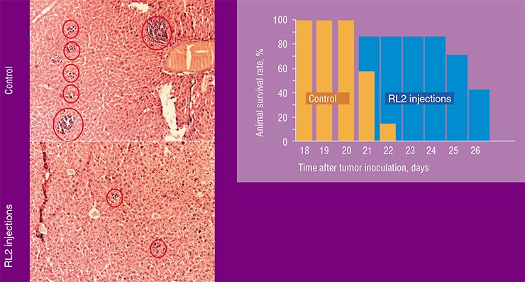 RL2 protein injections to the laboratory mice with inoculated hepatoma increased their lifespan (above). Histological examination of the liver of a sick mouse demonstrates that treatment with RL2 considerably reduces the area of metastases