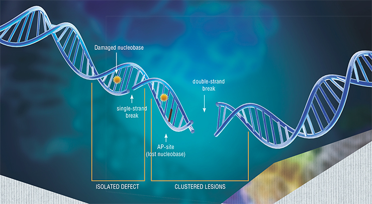 In the cells of our bodies, DNA damage is happening all the time. Many of these defects are caused by agents formed during normal metabolic and physiological processes. Among all kinds of damage, double-strand breaks and clustered lesions are the most dangerous; these usually occur after exposure to ionizing radiation and drugs. Based on (Kosova, Lavrik, Khodyreva, 2014)
