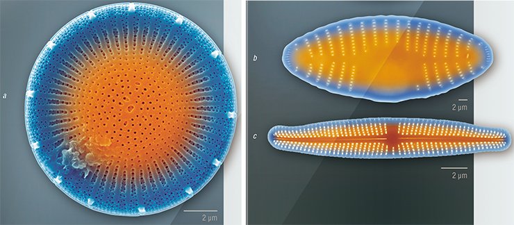 Diatoms with different types of frustule symmetry: a – centric diatom Stephanodiscus sp. with radial symmetry; b – pennate araphid diatom Fragilaria vausheriae var. capucina with bilateral symmetry; c – pennate raphid diatom Achnantidium sibiricum with bilateral symmetry Diatoms with different types of frustule symmetry: a – centric diatom Stephanodiscus sp. with radial symmetry; b – pennate araphid diatom Fragilaria vausheriae var. capucina with bilateral symmetry; c – pennate raphid diatom Achnantidium sibiricum with bilateral symmetry