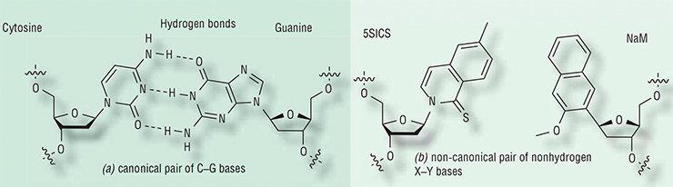 The two strands of DNA, which consist of a sugar phosphate backbone with the attached nucelobases, are complementary to each other: adenine in one strand always stands opposite to thymine in the other chain, and guanine is always opposite to cytosine (a). The base pairs are held together by hydrogen bonds. However, stable base pairs in DNA can also form without hydrogen bonds (b). From (Malyshev et al., 2014)