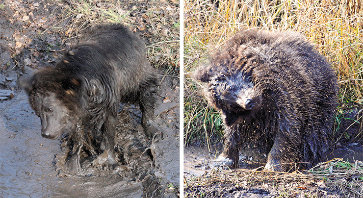 The bear cubs are cleaning their new fur coats by plunging them into the slurry and shaking them up. The amazing property of bear fur is that it is able to become clean of dirt as a result of such unorthodox cleaning The bear cubs are cleaning their new fur coats by plunging them into the slurry and shaking them up. The amazing property of bear fur is that it is able to become clean of dirt as a result of such unorthodox cleaning