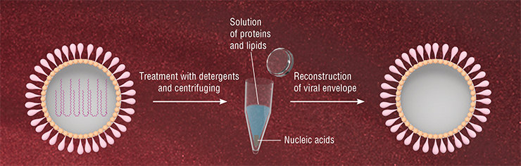 To produce virosomes, viral particles are disassembled using non-ion detergent, which effectively destroys inter-lipid and lipid-protein bonds while the structure of proteins remains mainly intact. Genetic material from the virus is removed using high-speed centrifuging (at around 100 000 g). When the detergent is removed from the remaining solution, the viral envelope self-assembles, retaining the initial set of proteins. To make drug-containing virosomes, the drug is added to the solution before removing the detergent. One of the approaches used to include macromolecules is to run the virosomes through several freeze-thaw cycles, which are accompanied by capturing of material from the solution. The lipid membrane of virosomes can be modified, for instance, by adding cholesterol to it more durable, or by attaching addressing molecules To produce virosomes, viral particles are disassembled using non-ion detergent, which effectively destroys inter-lipid and lipid-protein bonds while the structure of proteins remains mainly intact. Genetic material from the virus is removed using high-speed centrifuging (at around 100 000 g). When the detergent is removed from the remaining solution, the viral envelope self-assembles, retaining the initial set of proteins. To make drug-containing virosomes, the drug is added to the solution before removing the detergent. One of the approaches used to include macromolecules is to run the virosomes through several freeze-thaw cycles, which are accompanied by capturing of material from the solution. The lipid membrane of virosomes can be modified, for instance, by adding cholesterol to it more durable, or by attaching addressing molecules