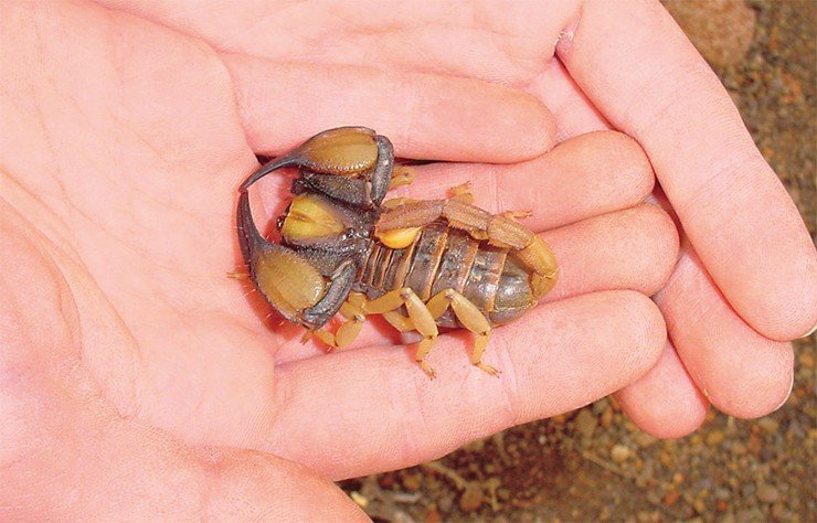 Южноафриканский скорпион Opistophthalmus karrooensis (сем. Scorpionidae) так трогательно беззащитен в человеческих ладонях. Фото Г. Тэнсли