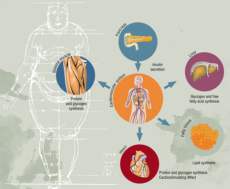 Insulin from the pancreas is distributed in the body through the bloodstream, interacting with its receptors on the membranes of target tissue cells: skeletal muscle, liver, fatty tissue and heart, where it facilitates glucose uptake and storing of energy in the form of glycogen and fat. Based on: (Mangmool et al., 2017)