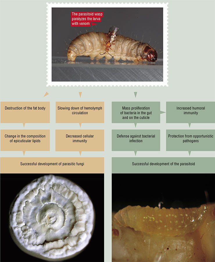 When a wax moth larva is paralyzed with the venom of the parasitoid Habrobracon hebetor, its body undergoes several physiological changes, including the induction of certain immune responses. On the one hand, these changes prevent the proliferation of opportunistic bacteria and fungi, maintaining the viability of the paralyzed larva. On the other hand, they enable the parasitoid (and more specialized entomopathogenic fungi) to successfully complete its development cycle When a wax moth larva is paralyzed with the venom of the parasitoid Habrobracon hebetor, its body undergoes several physiological changes, including the induction of certain immune responses. On the one hand, these changes prevent the proliferation of opportunistic bacteria and fungi, maintaining the viability of the paralyzed larva. On the other hand, they enable the parasitoid (and more specialized entomopathogenic fungi) to successfully complete its development cycle