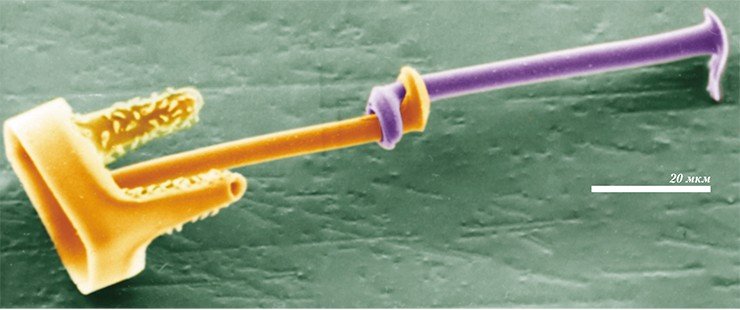 Крупные шипы в центре створок диатомеи Syndetocystis, соединяющие сестринские клетки, препятствуют их вращению. Фото Р. Кроуфорда Крупные шипы в центре створок диатомеи Syndetocystis, соединяющие сестринские клетки, препятствуют их вращению. Фото Р. Кроуфорда
