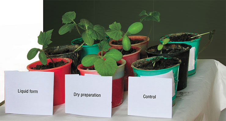 Plants that grow on the soil treated with dry and liquid forms of the predatory fungi-based biopreparation noticeably outpace control samples in growth and development Plants that grow on the soil treated with dry and liquid forms of the predatory fungi-based biopreparation noticeably outpace control samples in growth and development