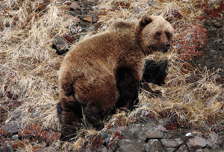 Бурый медведь (Ursus arctos) – обычный вид для лесотундры и северной тайги плато Путорана, где за последние десятилетия его численность неуклонно растет. Известны единичные заходы хищника до северной части тундры. Фото М. Бондаря Бурый медведь (Ursus arctos) – обычный вид для лесотундры и северной тайги плато Путорана, где за последние десятилетия его численность неуклонно растет. Известны единичные заходы хищника до северной части тундры. Фото М. Бондаря