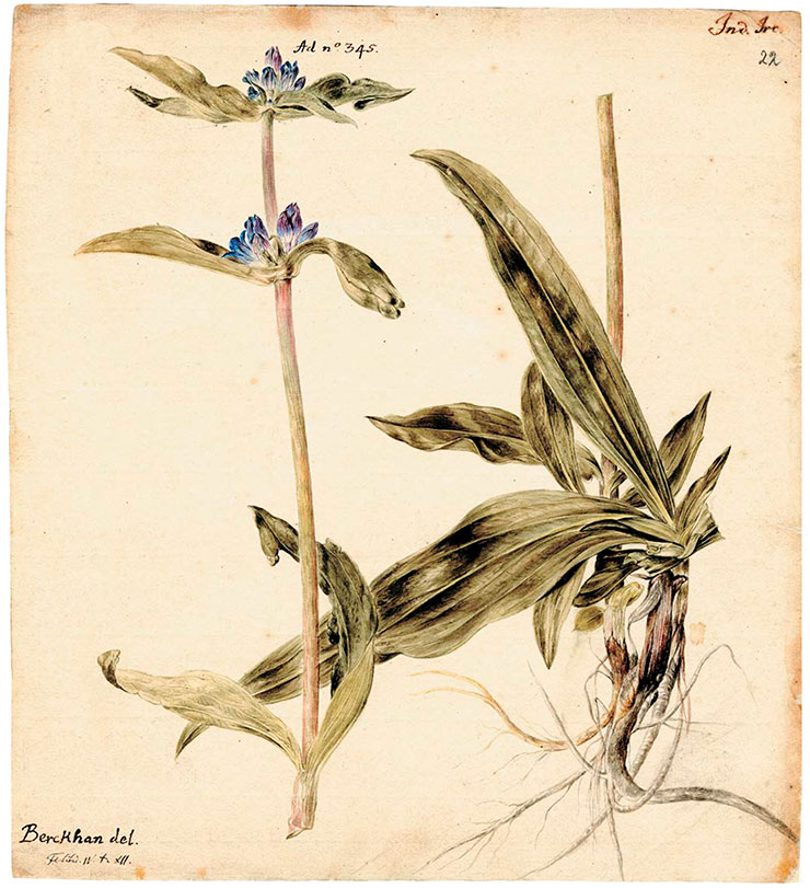Swertia (шверция). Рис. И. Х. Беркхана к 4-му тому Flora Sibirica И. Г. Гмелина (1769). Акварель, карандаш. СПФ АРАН. Р. I. Оп. 105. Д. 22. Л. 22
