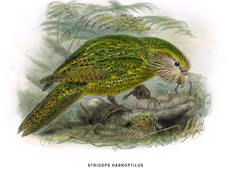 Какапо, или совиный попугай) (Strigops habroptilus) – самая тяжелая и единственная нелетающая современная птица из семейства попугаеобразных. Эндемик Новой Зеландии. Рис. из кн. W. L. Bulle «Birds of New Zealand» (1873). Public Domain