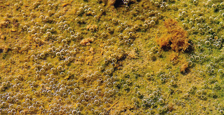 Photosynthetic cyanobacterial film with numerous oxygen bubbles. Salt lakes, Crimea. Photograph by O. Mikhodyuk (Institute of Microbiology, Moscow)