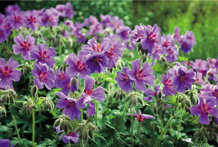 Герань иберийская (Geranium ibericum Cav.), выходец с альпийского и субальпийского горных поясов Кавказа, считается одним из самых красиво цветущих диких видов гераней. Как декоративное растение введено в культуру в 1802 г.