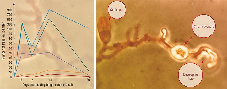 It has been shown by the example of a predatory nematophagous fungus belonging to the genus Arthrobotrys that the laboratory culture added to soil predominantly develops chlamydospores. They germinate and form traps when nematode larvae appear nearby. After the “feast”, the next generation of chlamydospores is produced. This cycle will be repeated until helminths are present in the soil. Left, the dynamics of hunting efficiency of laboratory cultures of five Arthrobotrys strains under natural conditions assessed according to the intensity of trap formation on fungal mycelium It has been shown by the example of a predatory nematophagous fungus belonging to the genus Arthrobotrys that the laboratory culture added to soil predominantly develops chlamydospores. They germinate and form traps when nematode larvae appear nearby. After the “feast”, the next generation of chlamydospores is produced. This cycle will be repeated until helminths are present in the soil. Left, the dynamics of hunting efficiency of laboratory cultures of five Arthrobotrys strains under natural conditions assessed according to the intensity of trap formation on fungal mycelium