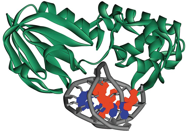 X-ray structural data for Fpg, a DNA repair enzyme, verified the information concerning the rates and types of structural rearrangements in the enzyme and its DNA substrate during their interaction which resulted from the changes of fluorescence in stopped-flow experiments. Top, crystal structure of the Fpg complex with double-stranded DNA from the Protein Data Bank (PDB, accession number 1K82) X-ray structural data for Fpg, a DNA repair enzyme, verified the information concerning the rates and types of structural rearrangements in the enzyme and its DNA substrate during their interaction which resulted from the changes of fluorescence in stopped-flow experiments. Top, crystal structure of the Fpg complex with double-stranded DNA from the Protein Data Bank (PDB, accession number 1K82)