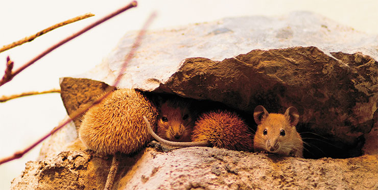 Золотистые иглистые мыши (Acomys russatus) в зоопарке г. Франкфурт (ФРГ). © CC BY-NC-ND 2.0/ Cloudtail the Snow Leopard Золотистые иглистые мыши (Acomys russatus) в зоопарке г. Франкфурт (ФРГ). © CC BY-NC-ND 2.0/ Cloudtail the Snow Leopard