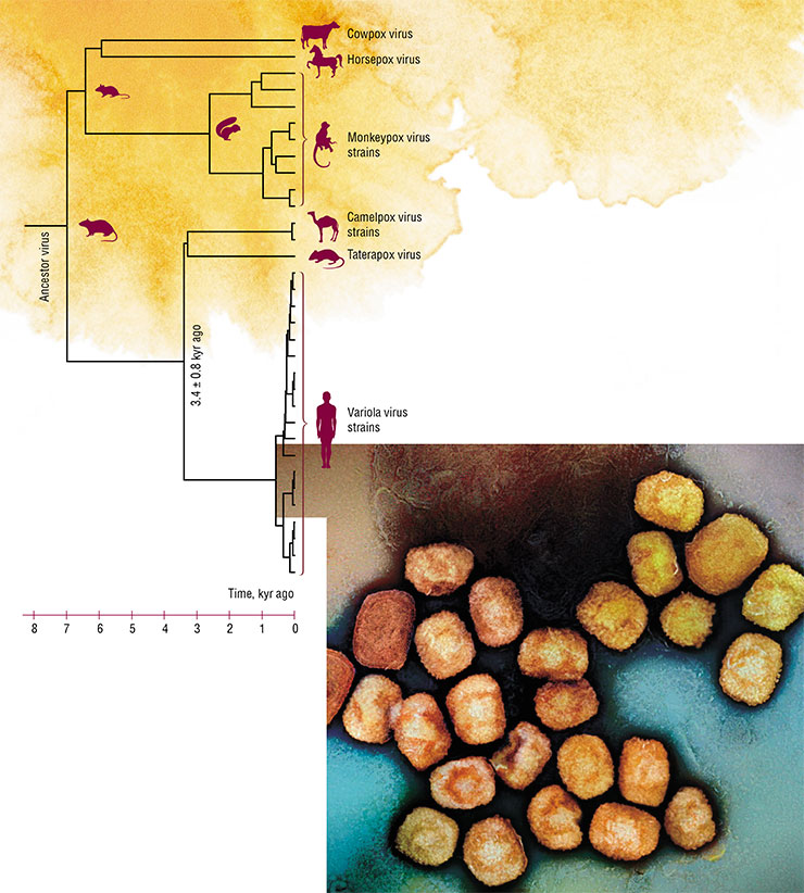 By analyzing the central conservative region of the genome, 101,000 nucleotide pairs in size, we were able to construct the phylogenetic tree of the variola (smallpox) virus and other orthopoxviruses and estimate the times of divergence of these species. Adapted from: (Babkin and Shchelkunov, 2008). Micrograph of poxvirus particles obtained at the Comprehensive Research Center, National Institute of Allergy and Infectious Diseases, Fort Detrick, USA. Scanning electron microscopy. © CC BY 2.0 /NIAID